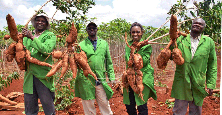 Kenya to introduce GMO cassava after regulatory assent