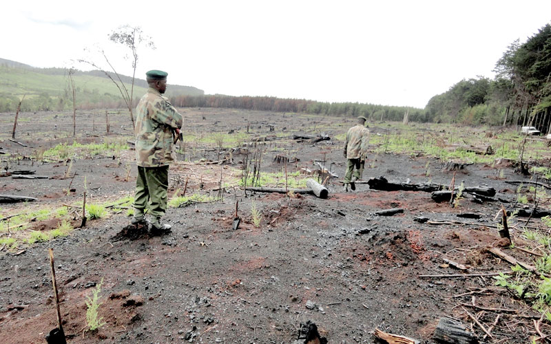 Plant bamboo trees – Kisii residents urged during Environment Day celebration