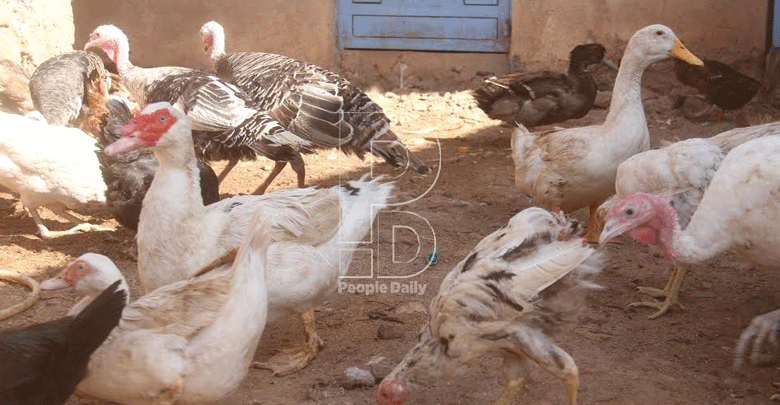 How Isiolo farmer is making a kill from ornamental birds