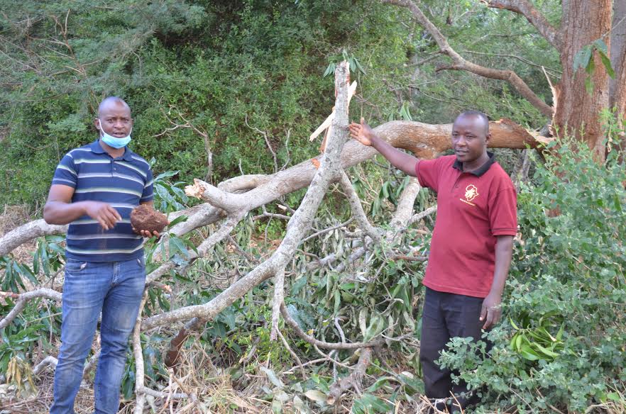 Crisis looms as thirsty elephants invade homes in Wundanyi