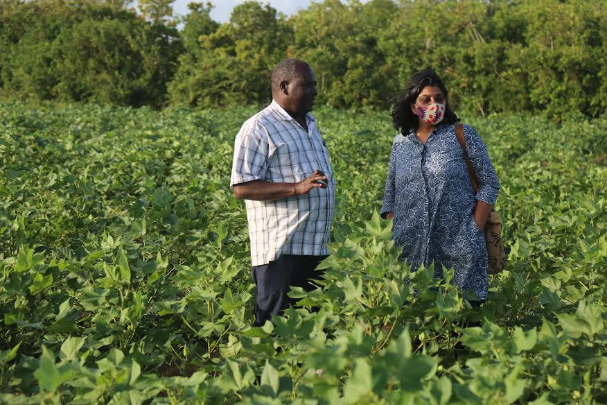 Lamu cotton farmers want subsidies on farm inputs