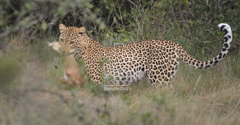 Wild about wildlife photography