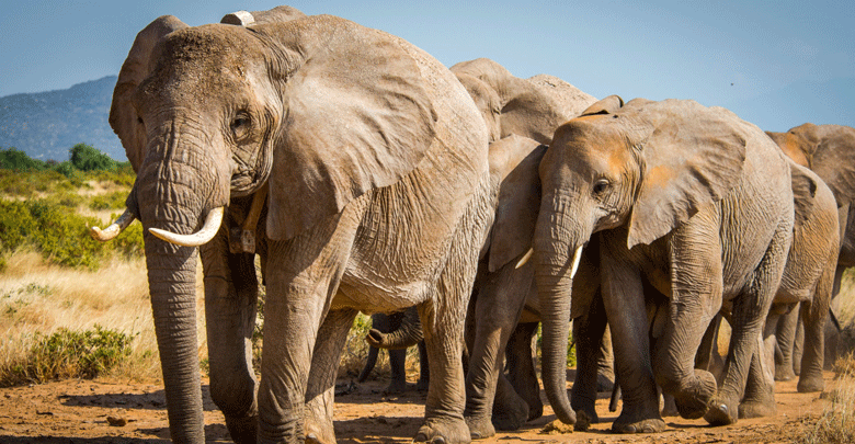 Thirteen elephants to be translocated to Kenya