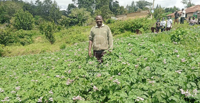 Farm to bank: Using Irish potatoes to fight poverty