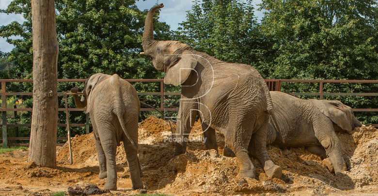 Conservationist’s walk to air plight of elephants