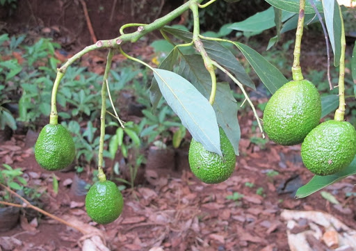 Kenya eyes coast region to boost growth of horticulture industry