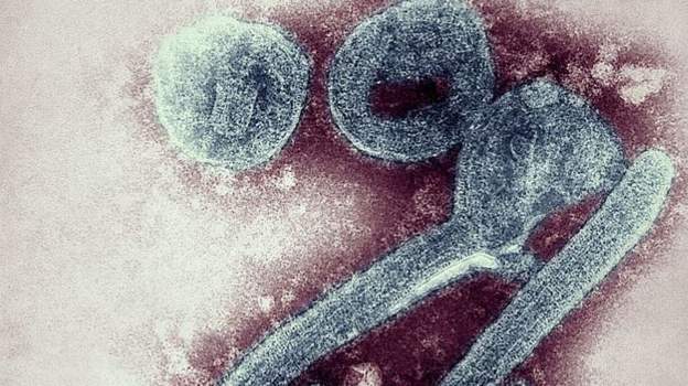 Guinea confirms West Africa’s first Marburg virus case