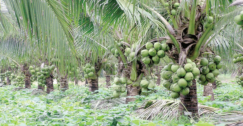 Kilifi residents turn to mnazi dens as harsh economy bites