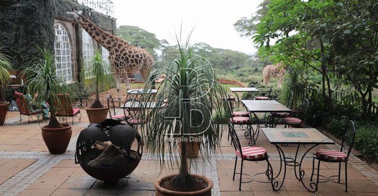 Dine with and enjoy the company of giraffes at the comfort of your room