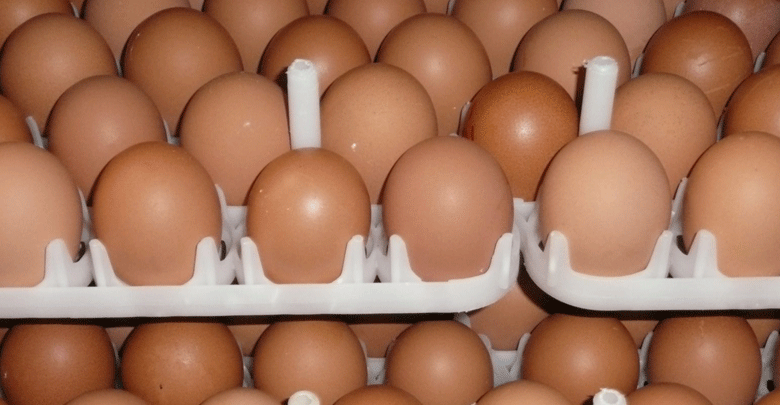 Poultry sector stares at crisis as egg producers close businesses