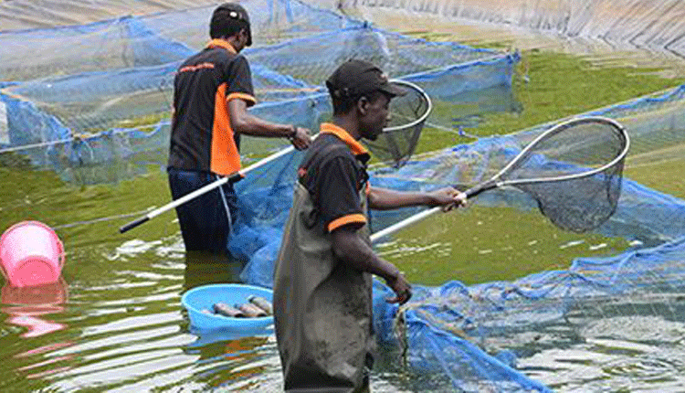 Counties tap Sh15b to stir the blue economy