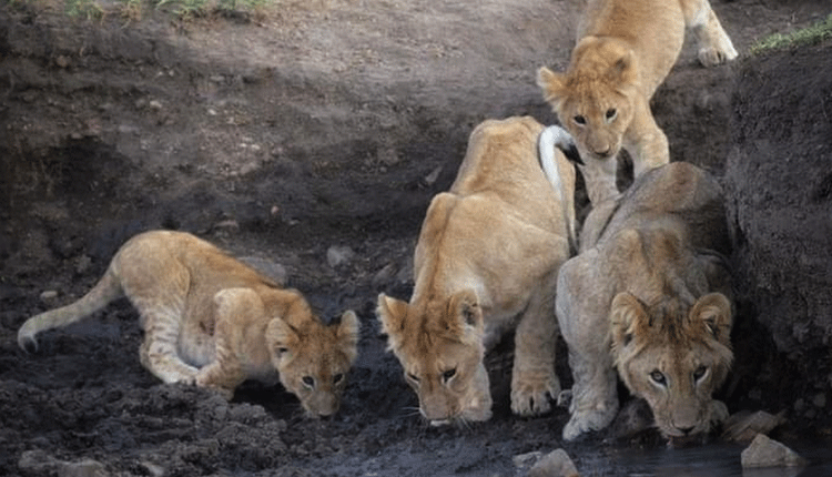 Project out to save lions in the Mara Game Reserve