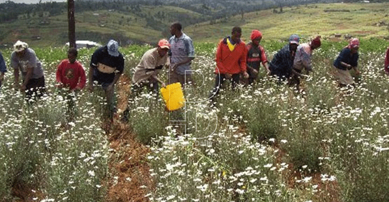 State in talks with investors to revive pyrethrum project