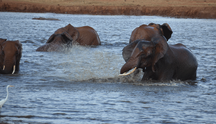 Jumbo numbers boom curse to farmers