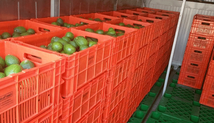 Panic as Norway rejects part of Kenya’s avocado exports