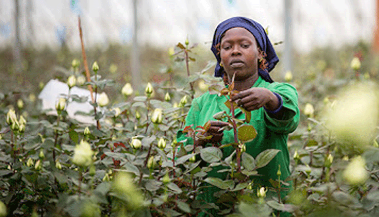 Fuel: European flower buyers come to the rescue of local farm workers