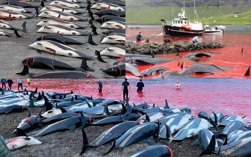 Uproar in Europe as hunters kill 1500 dolphins to honour tradition