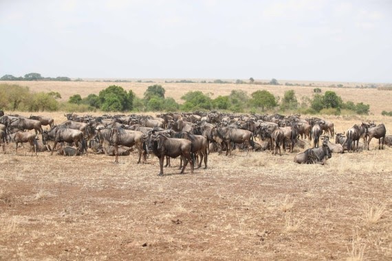 Kenya’s iconic wildebeest migration suffers disruptions amid climate change