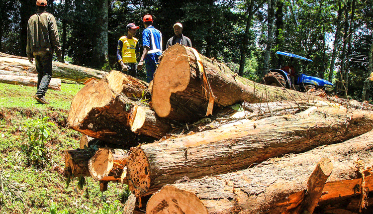 Communities turn to firewood as prices gas, of kerosene shoot up