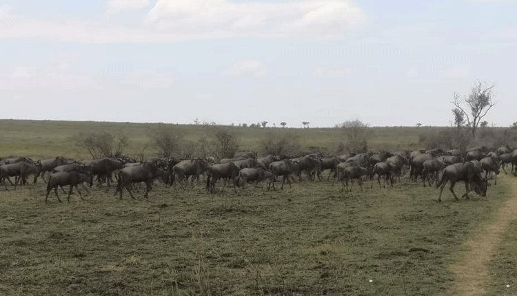 UK tourists shun Mara as gnu migration enters homestretch