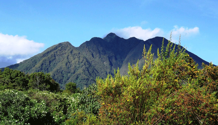 A trek for Rwanda’s mountain gorillas