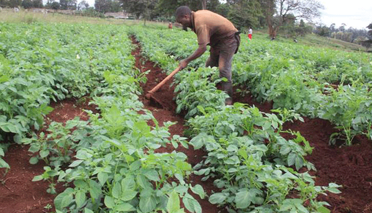 Potato handbook launched to help Kenyan farmers improve yields