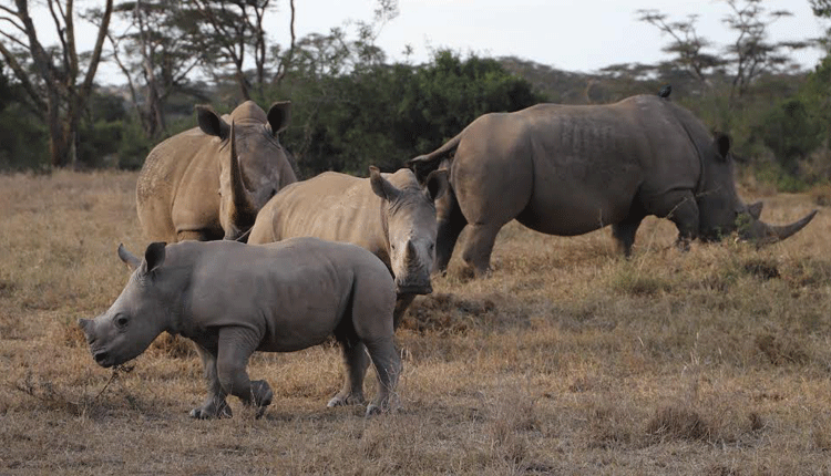 Wildlife census will help boost travel, tourism players say