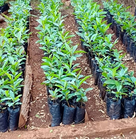 KENAFF plans to plant 50 billion trees in 10 years