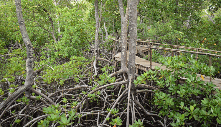 Researchers say wetlands under threat