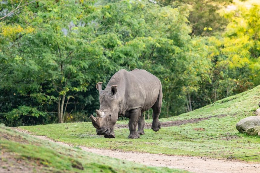 Female Rhino drowns in mating accident