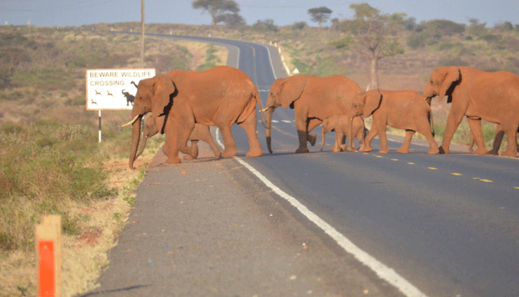 Drought exposes jumbos in Amboseli to danger