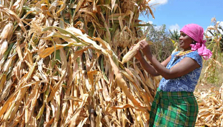 North Rift farmers face huge losses as maize rot in fields