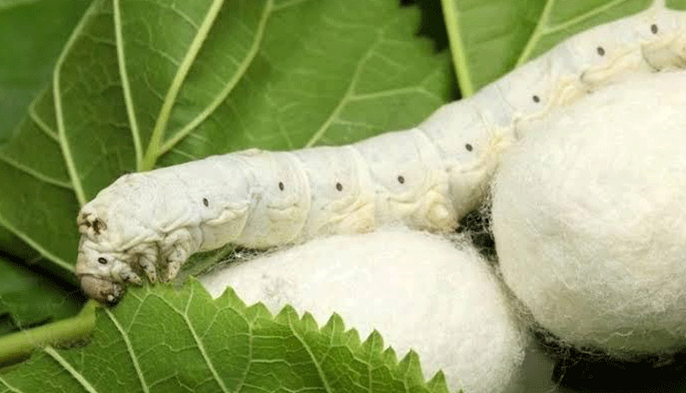 Eldoret farmers turn to silk production