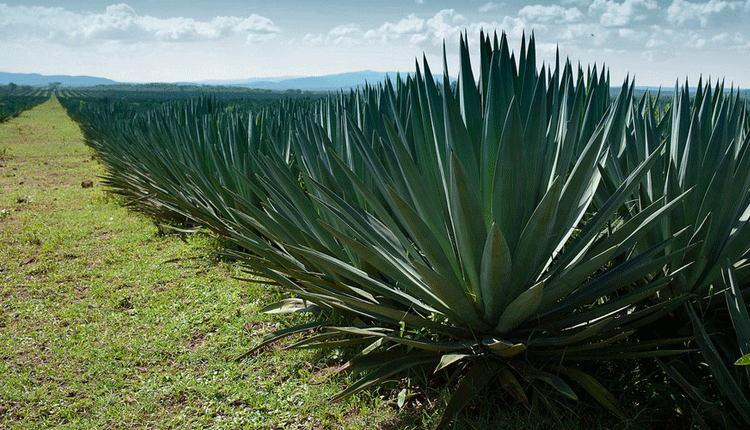 Earnings from sisal jump to Sh1.3b as global prices rise