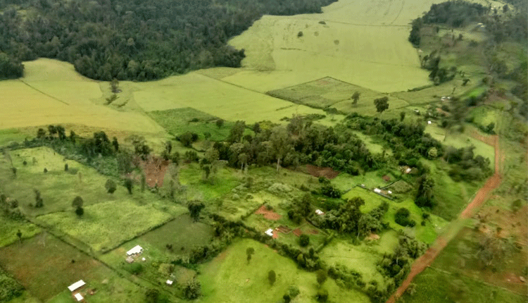 Mau forest on the mend two years after eviction of settlers