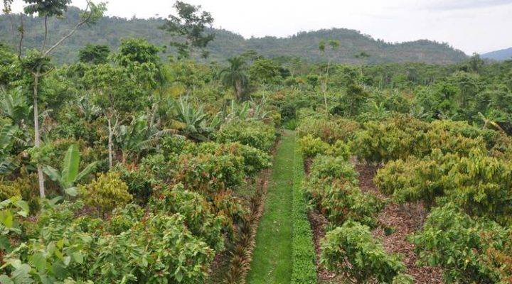 Agroforestry boosts global food supply