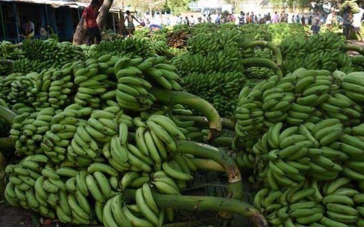 Taita Taveta banana farmers raise standards, eye global market