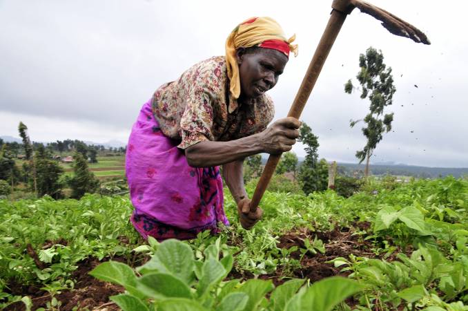 Kenyan farmer preparing her commercial crops.