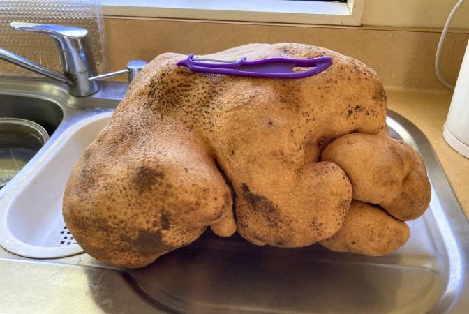 Farmer digs out world’s biggest potato—8kg