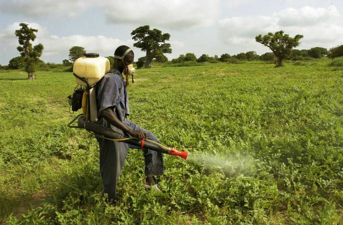 Pesticides ban a huge threat to Kenya’s food security, experts warn