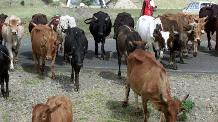 Modern rangeland system to reduce grazing conflict in ASALs