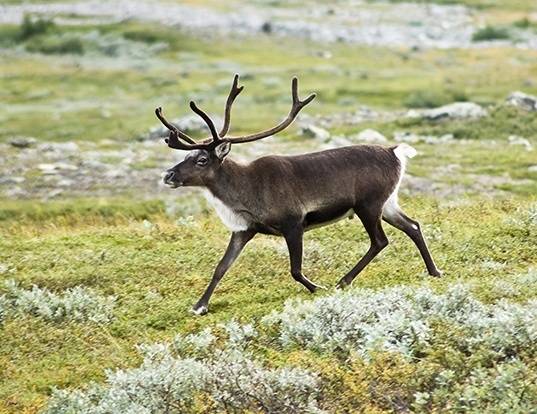 Reindeer on cops wanted list for school burglary