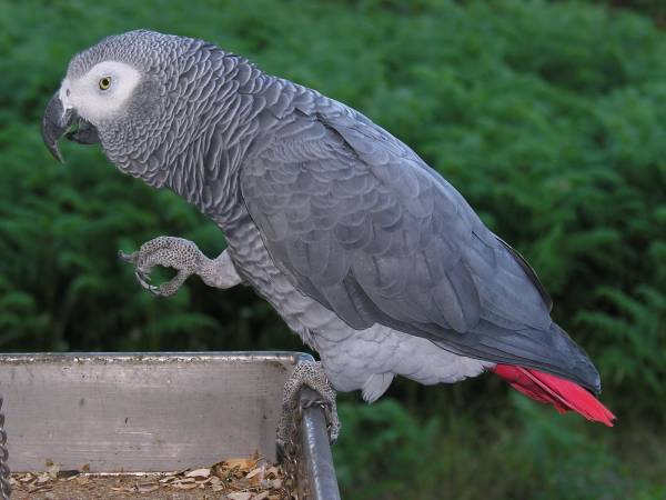 Kenyans to pay Ksh19, 000 to keep parrots