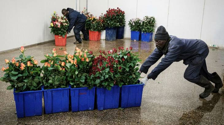 Horticulture earnings to drop Sh20b