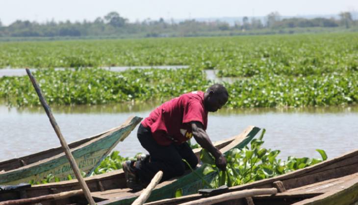 Hope for the fisherfolk as hyacinth dissipates