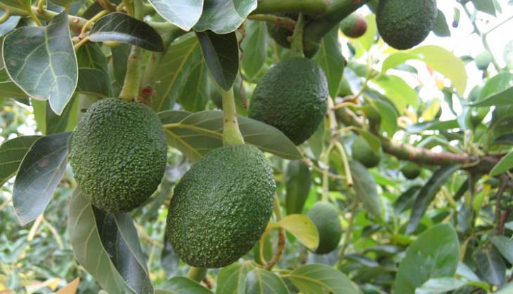 Boost for farmers ahead of avocado exports to India