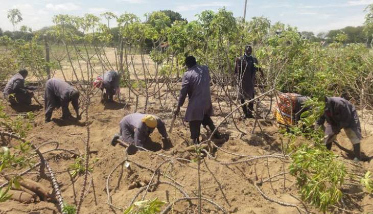 Experts call for speedy approval of Genetically Modified cassava