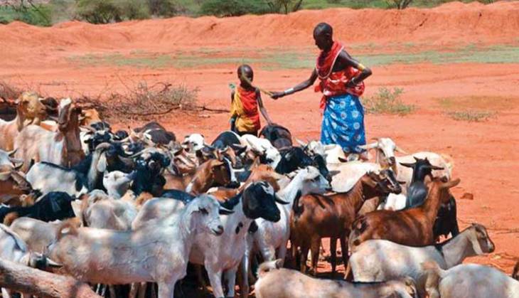 Voter apathy fears for Kajiado politicians as drought drives away herders