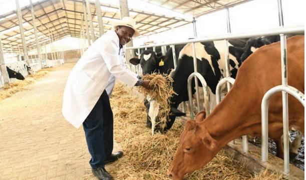 Challenges and opportunities of dairy farming in Kenya