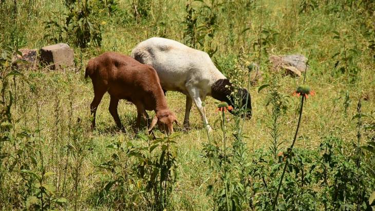 Sh260 million stadium turned to grazing field